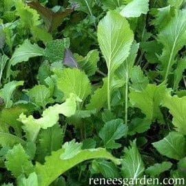 Organic Mustard Cut & Come Again - Renee's Garden - Image 2