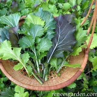 Organic Mustard Cut & Come Again - Renee's Garden - Image 3