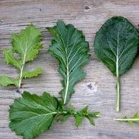 Organic Mustard Cut & Come Again - Renee's Garden - Image 4