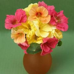 Nasturtium Aloha Mix - Renee's Garden - Image 3