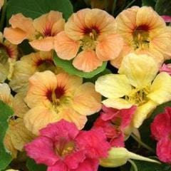 Nasturtium Aloha Mix - Renee's Garden - Image 4