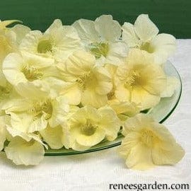 Nasturtium Buttercream - Renee's Garden - Image 2