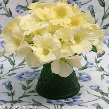 Nasturtium Buttercream - Renee's Garden - Image 3