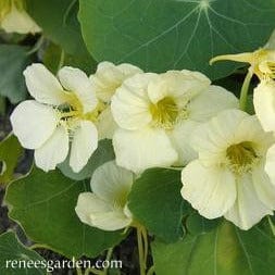 Nasturtium Buttercream - Renee's Garden - Image 4