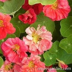 Nasturtium Cherries Jubilee - Renee's Garden - Image 3