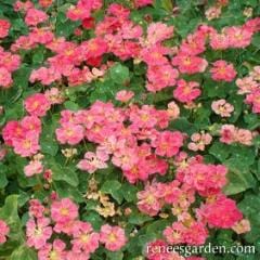 Nasturtium Cherries Jubilee - Renee's Garden - Image 4