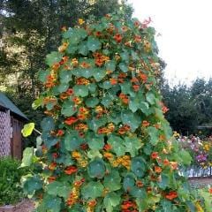 Nasturtium Climbing Phoenix - Renee's Garden - Image 5