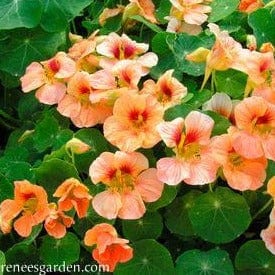 Nasturtium Creamsicle - Renee's Garden - Image 3
