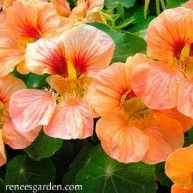 Nasturtium Creamsicle - Renee's Garden - Image 4