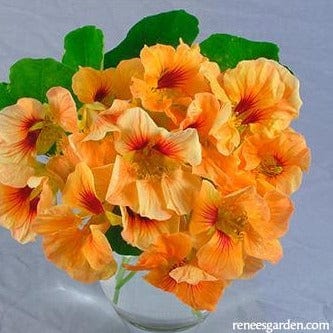 Nasturtium Creamsicle - Renee's Garden - Image 5