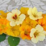 Nasturtium Cup of Sun - Renee's Garden - Image 2
