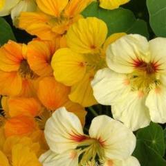 Nasturtium Cup of Sun - Renee's Garden - Image 3