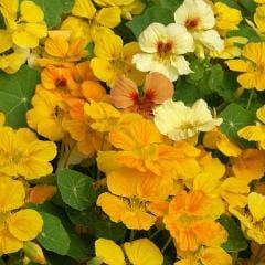 Nasturtium Cup of Sun - Renee's Garden - Image 4
