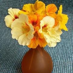 Nasturtium Cup of Sun - Renee's Garden - Image 5
