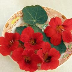 Nasturtium Empress of India - Renee's Garden - Image 3