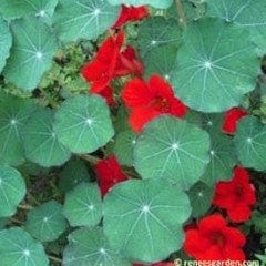 Nasturtium Empress of India - Renee's Garden - Image 4