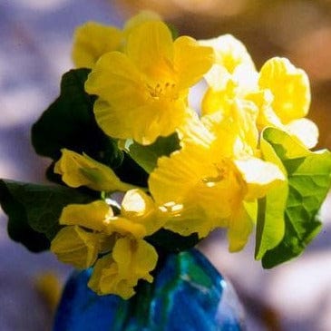 Nasturtium Moonlight - Renee's Garden - Image 3