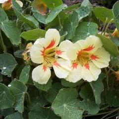 Nasturtium Vanilla Berry - Renee's Garden - Image 2