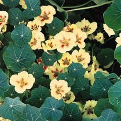 Nasturtium Vanilla Berry - Renee's Garden - Image 3