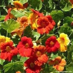 Nasturtiums Amazon Jewel - Renee's Garden - Image 3