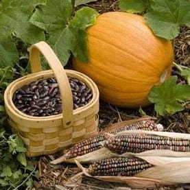 Native American 3 Sisters Bonus Pack - Renee's Garden - Image 4