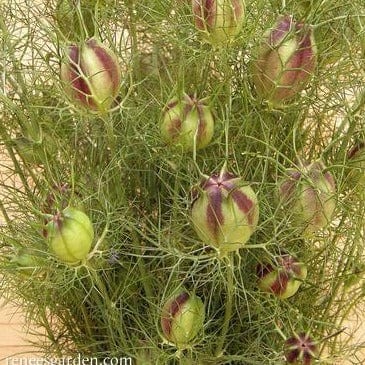 Nigella Mulberry Rose - Renee's Garden - Image 3