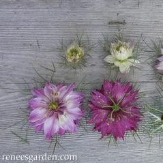 Nigella Mulberry Rose - Renee's Garden - Image 4
