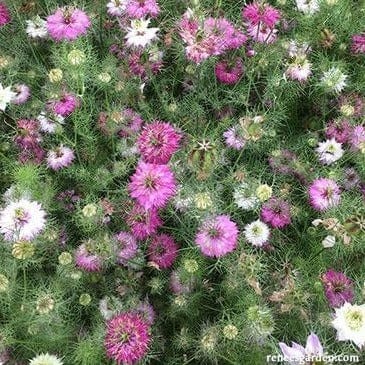 Nigella Mulberry Rose - Renee's Garden - Image 5