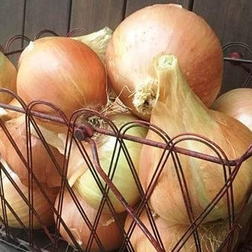 Onion Golden Sweet  Spanish - Renee's Garden - Image 2
