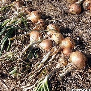 Onion Golden Sweet  Spanish - Renee's Garden - Image 3