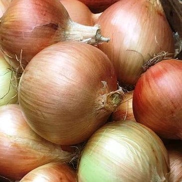 Onion Golden Sweet  Spanish - Renee's Garden - Image 4