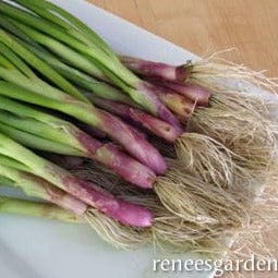 Onion Italian Scallion - Renee's Garden - Image 3