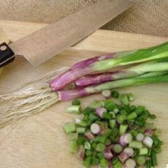 Onion Italian Scallion - Renee's Garden - Image 4