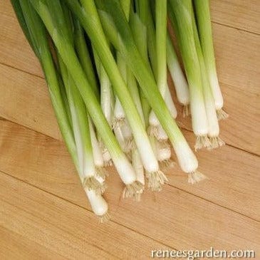 Onion Parade - Renee's Garden - Image 4