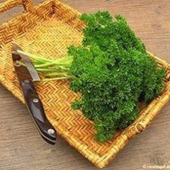 Parsley Sweet Curly - Renee's Garden - Image 2