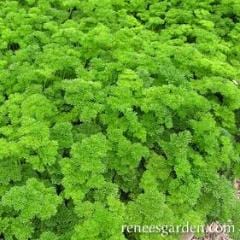 Parsley Sweet Curly - Renee's Garden - Image 3