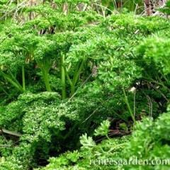 Parsley Sweet Curly - Renee's Garden - Image 4