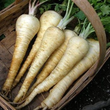 Parsnip Savour - Renee's Garden - Image 3