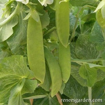 Pea Oregon Giant - Renee's Garden - Image 3