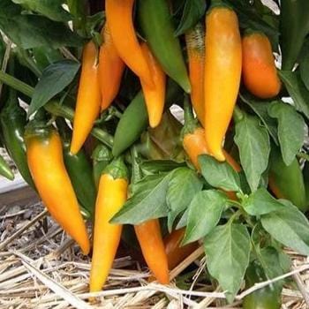 Pepper Bulgarian Carrot - Renee's Garden - Image 2