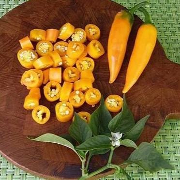 Pepper Bulgarian Carrot - Renee's Garden - Image 4