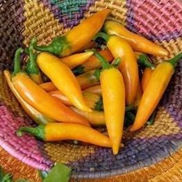 Pepper Bulgarian Carrot - Renee's Garden - Image 5