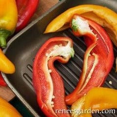 Pepper Corno di Toro Mix - Renee's Garden Seeds - Image 3