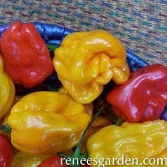Pepper Orange & Red Suave - Renee's Garden - Image 2