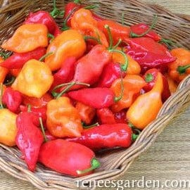 Pepper Orange & Red Suave - Renee's Garden - Image 3