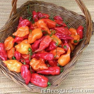 Pepper Orange & Red Suave - Renee's Garden - Image 4