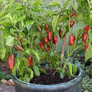 Pepper Pizza My Heart - Renee's Garden - Image 3