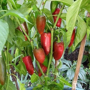 Pepper Pizza My Heart - Renee's Garden - Image 4