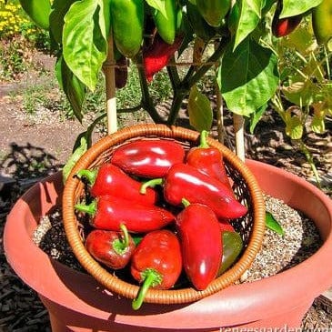 Pepper Pizza My Heart - Renee's Garden - Image 6