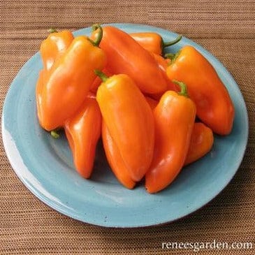 Pepper Yummy Belles - Renee's Garden - Image 3